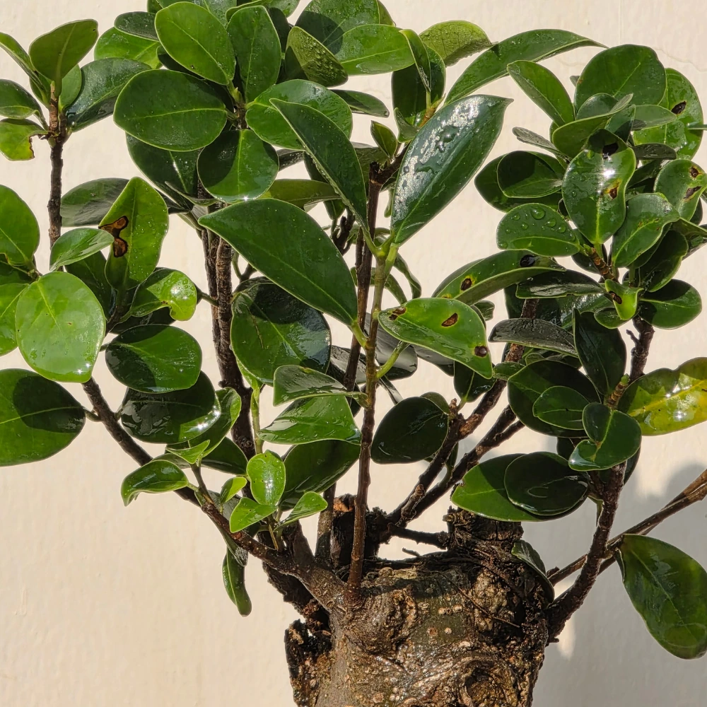 product-gallery