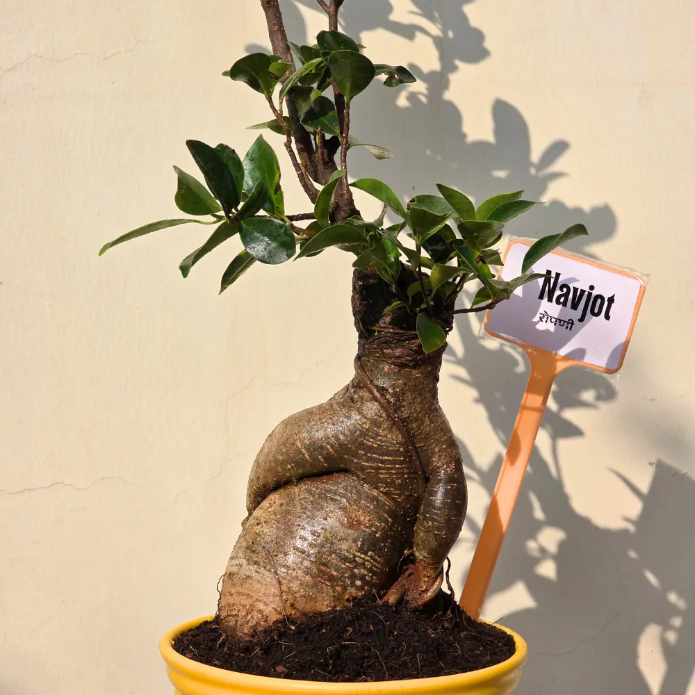 product-gallery