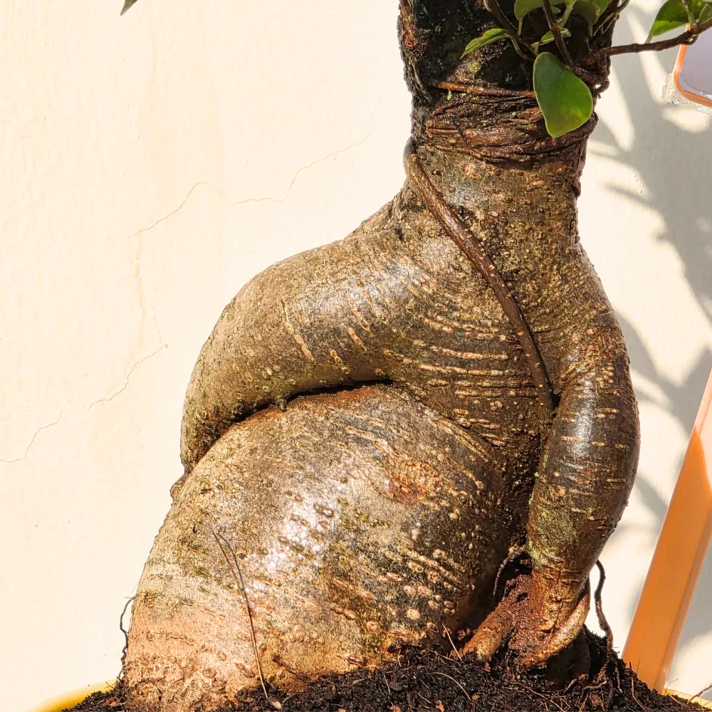 product-gallery