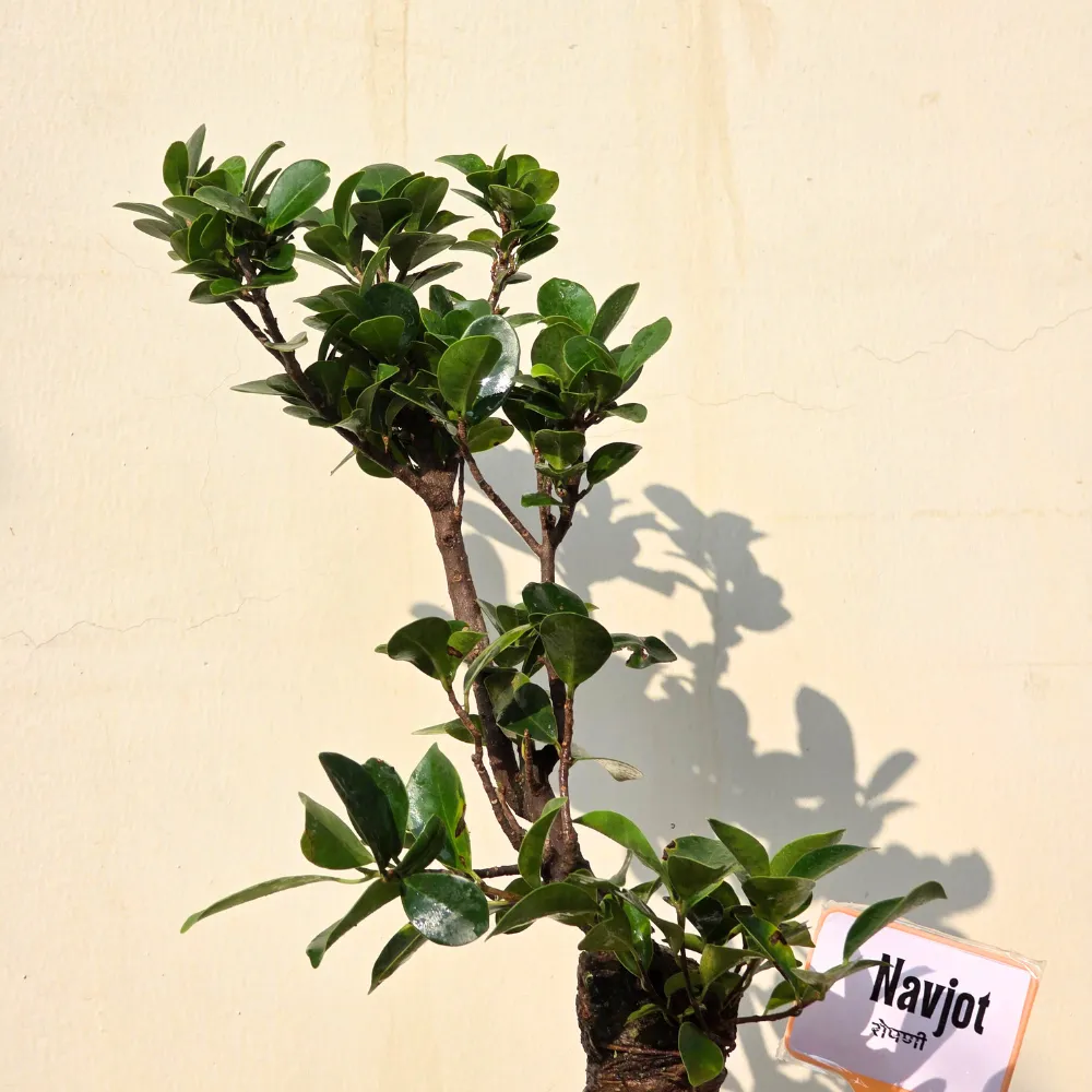 product-gallery