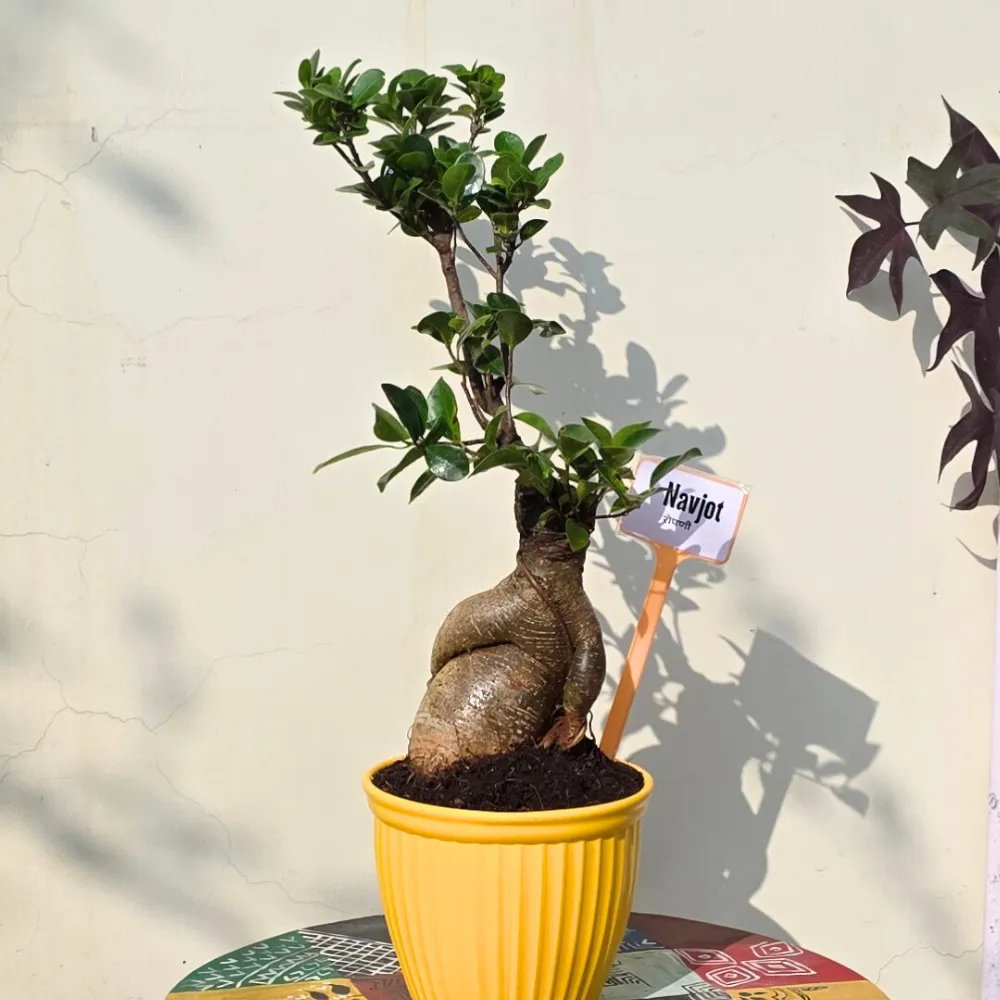 product-gallery