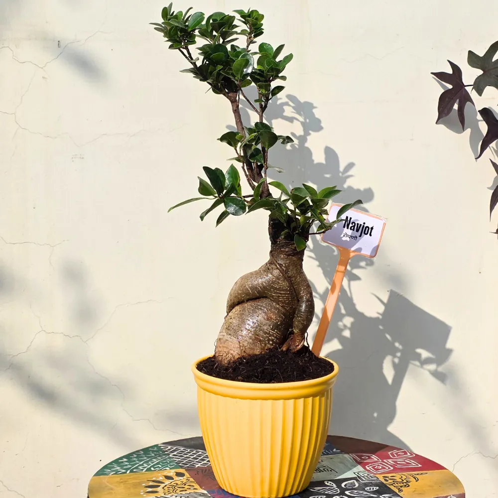 product-gallery