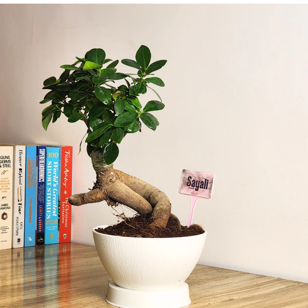 product-gallery