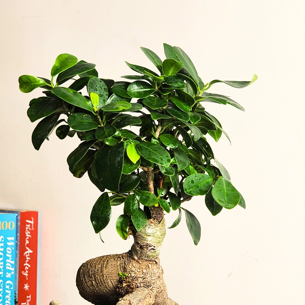 product-gallery