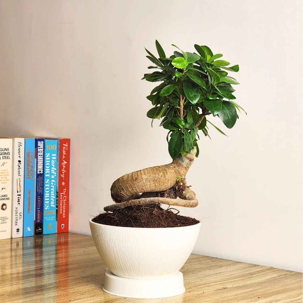 product-gallery