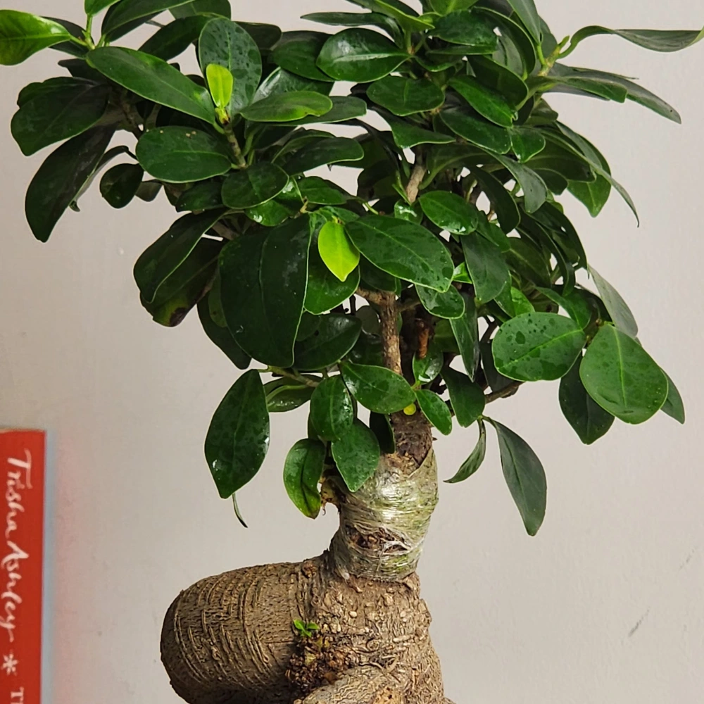 product-gallery