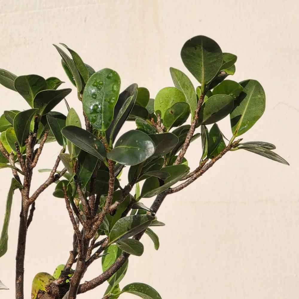 product-gallery
