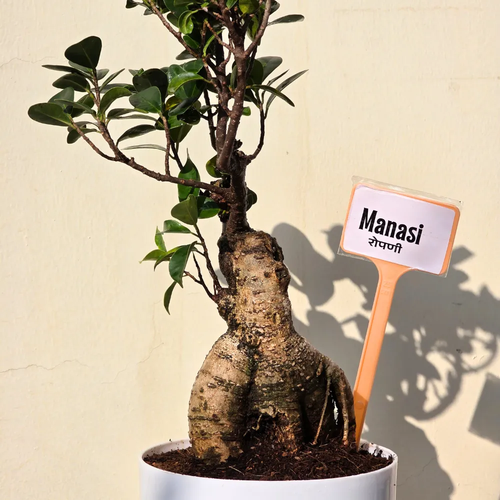 product-gallery
