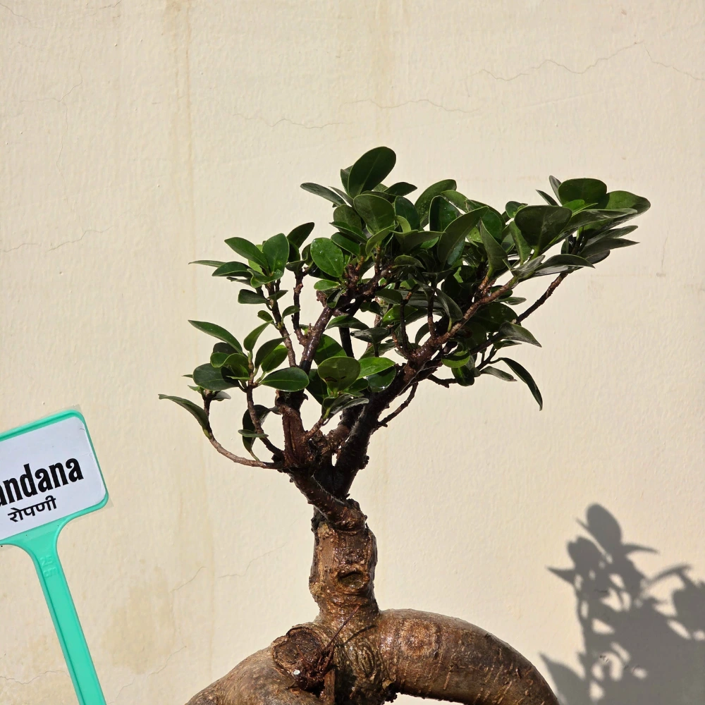product-gallery