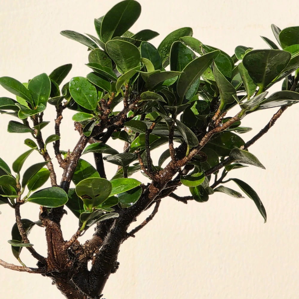 product-gallery
