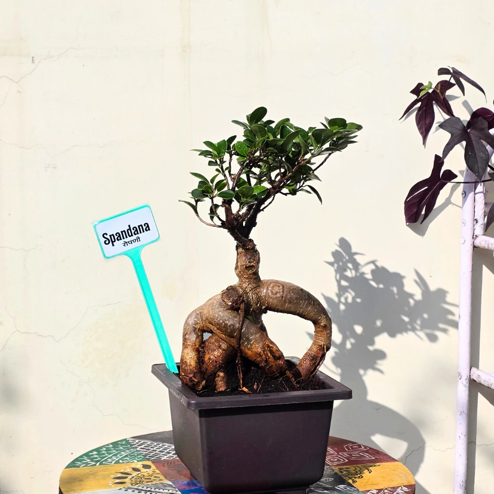 product-gallery