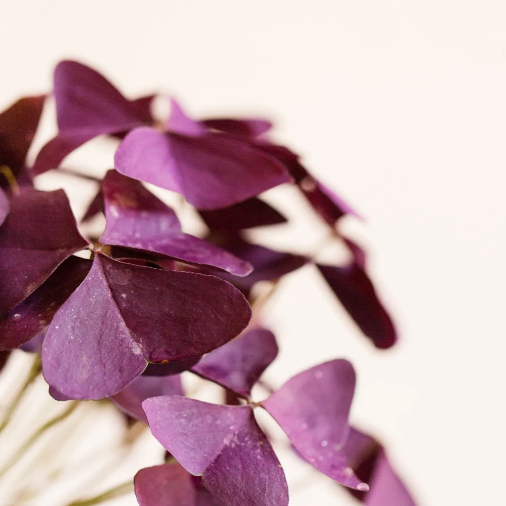 product-gallery