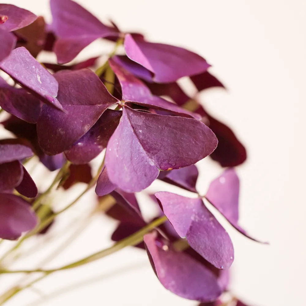 product-gallery