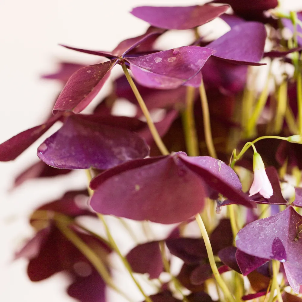 product-gallery