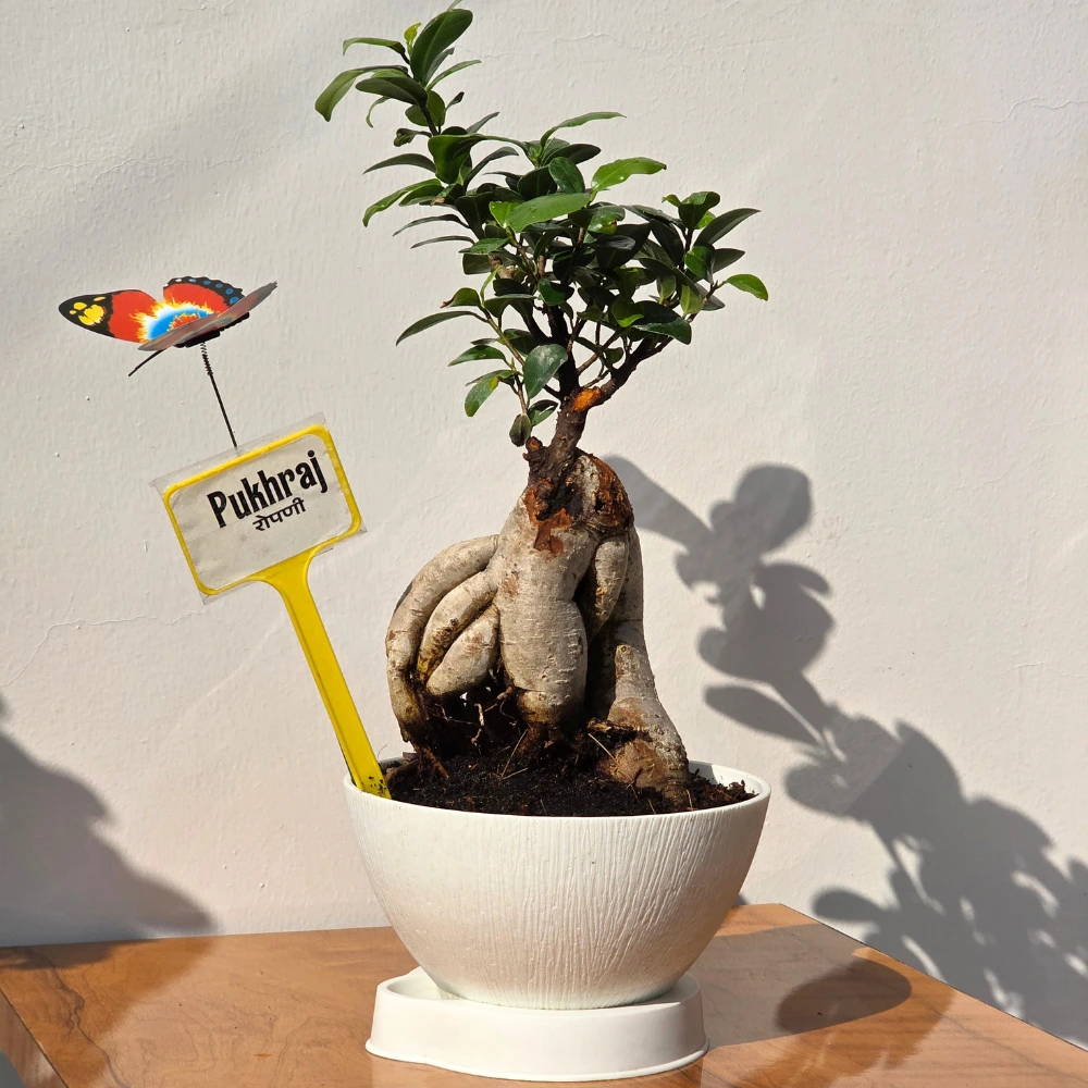 product-gallery