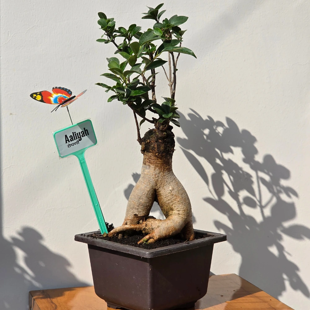 product-gallery