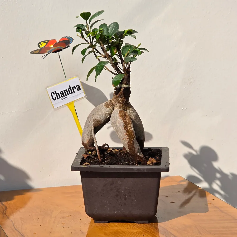 product-gallery
