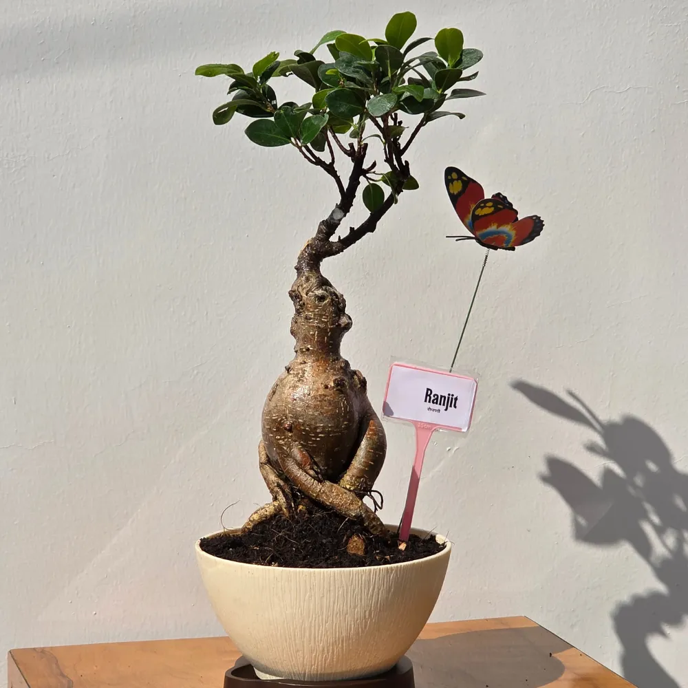 product-gallery