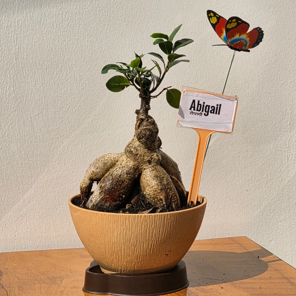 product-gallery