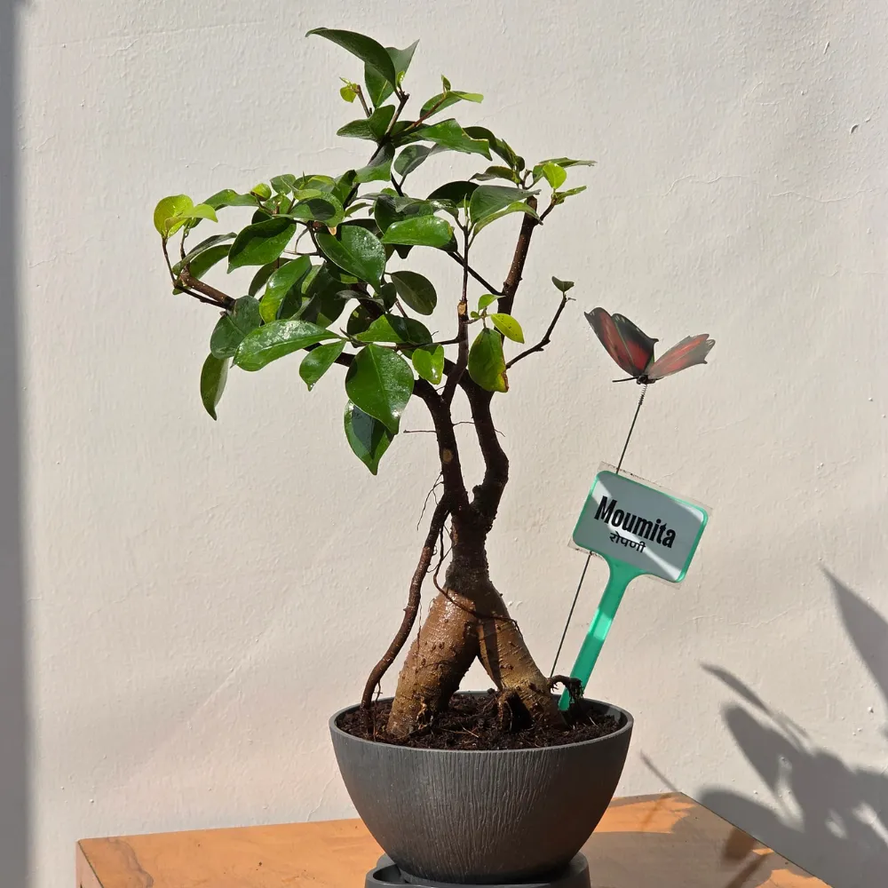 product-gallery