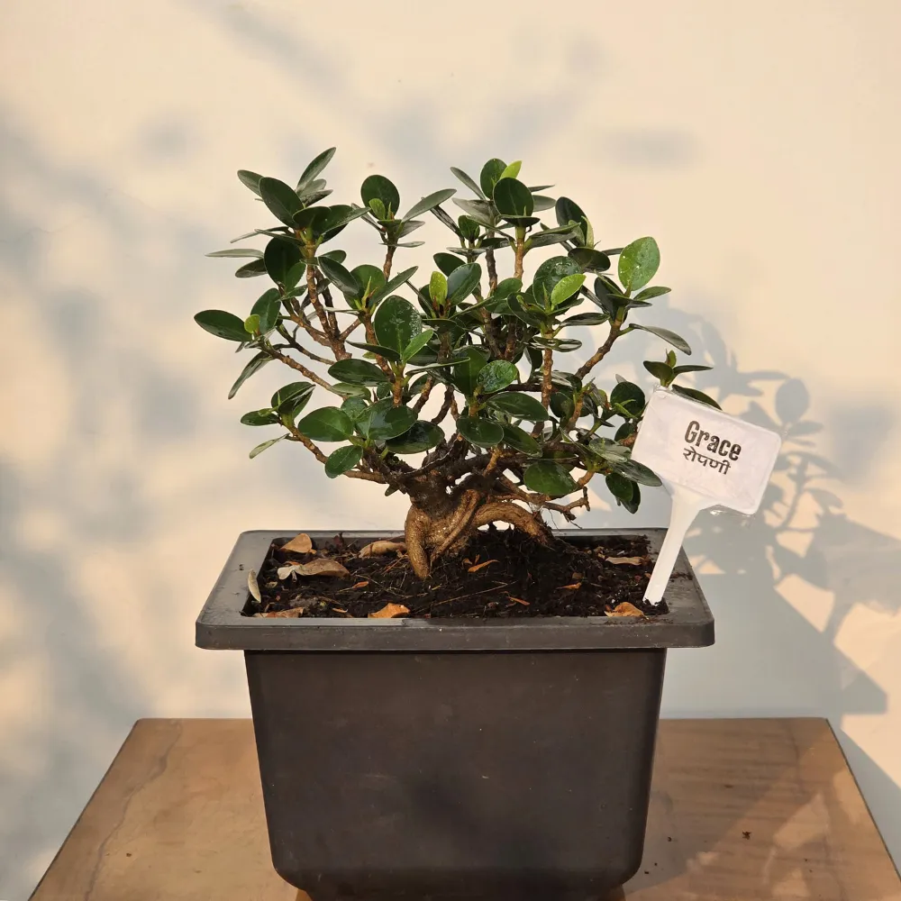 product-gallery