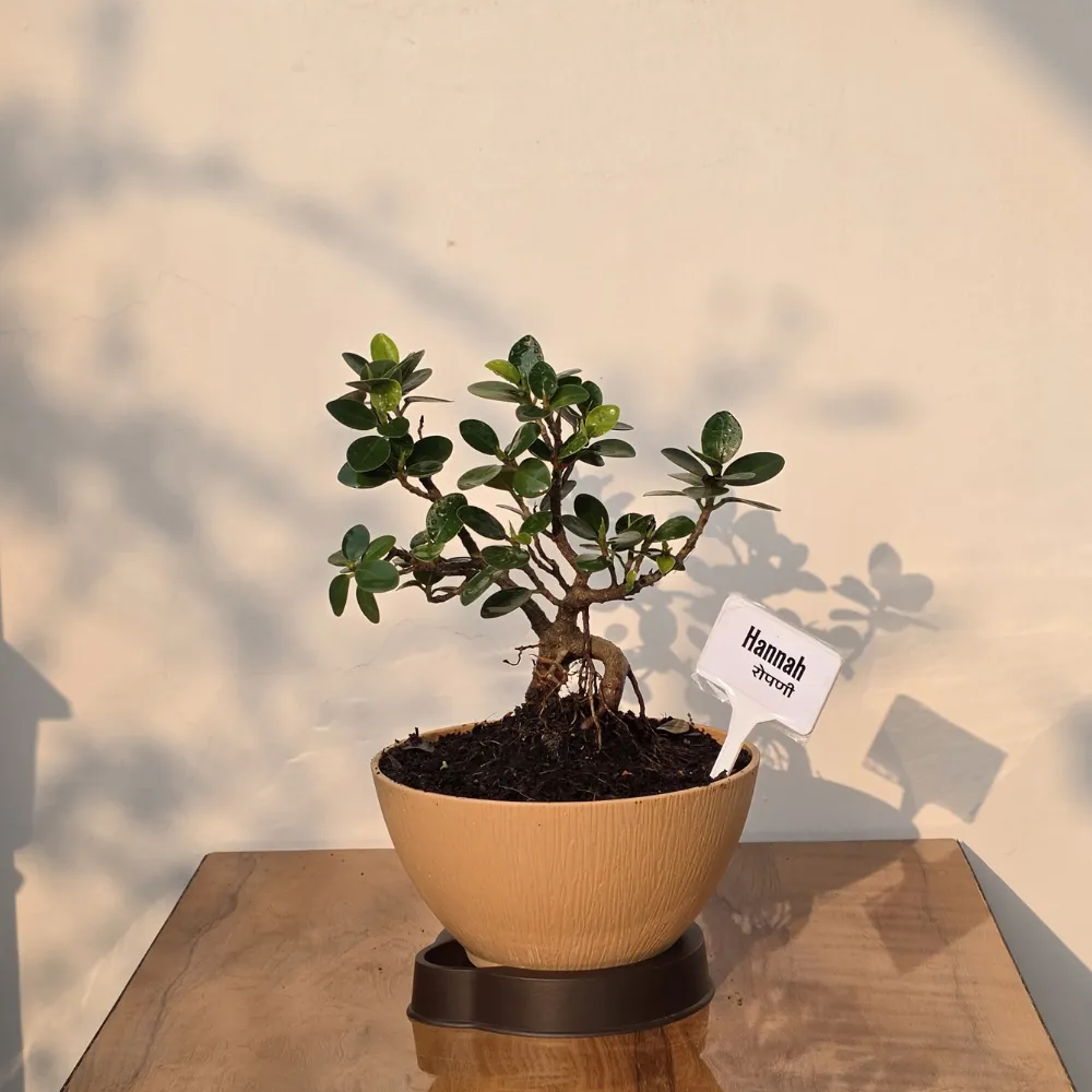 product-gallery