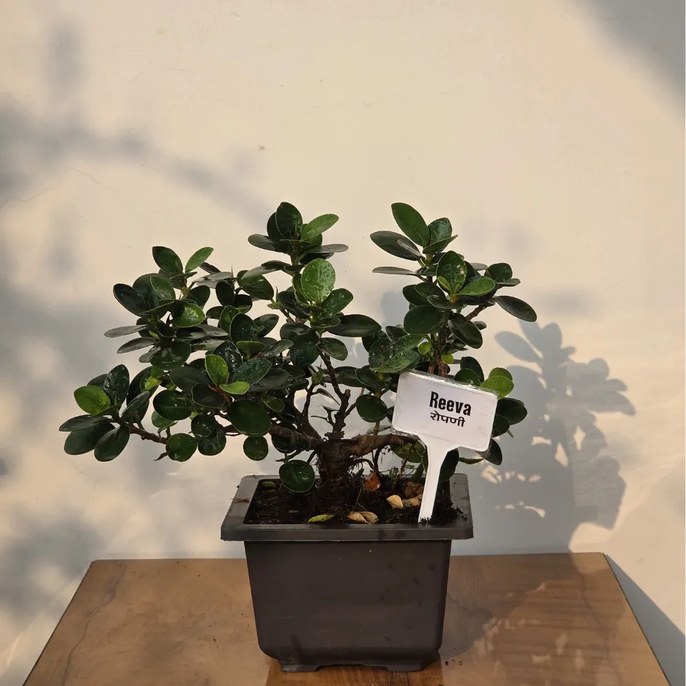 product-gallery