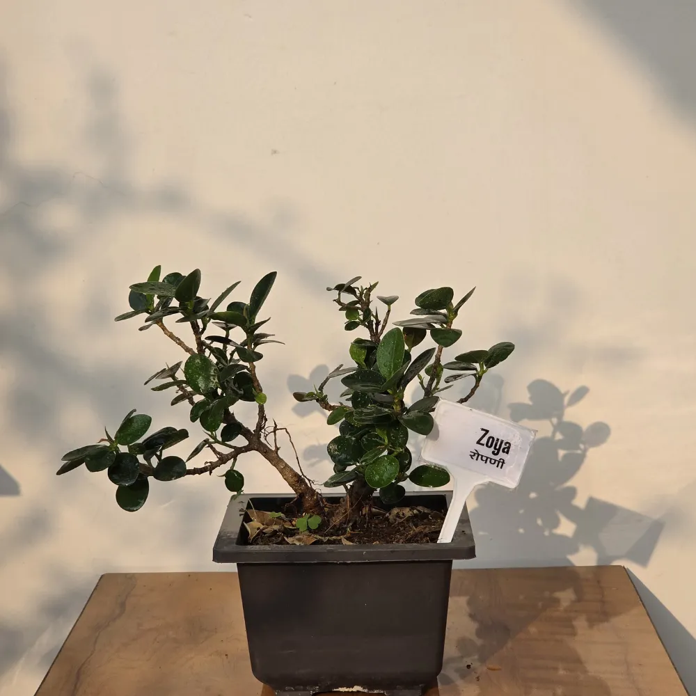 product-gallery