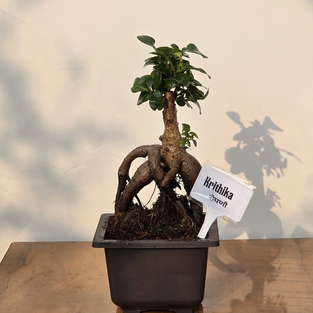product-gallery