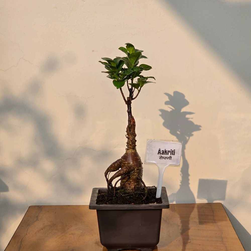 product-gallery