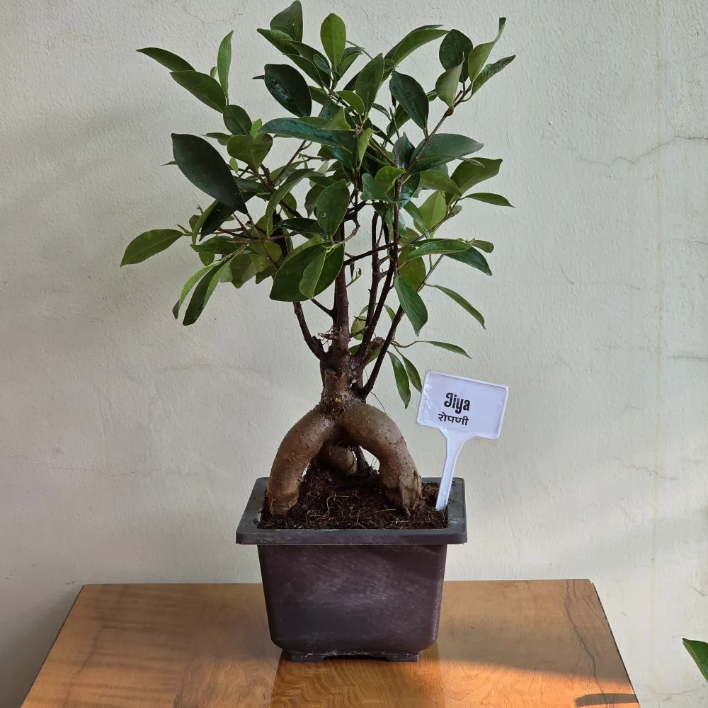 product-gallery
