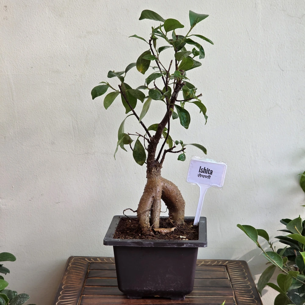 product-gallery