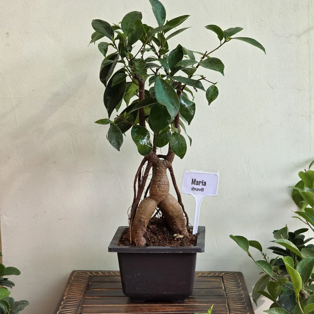 product-gallery