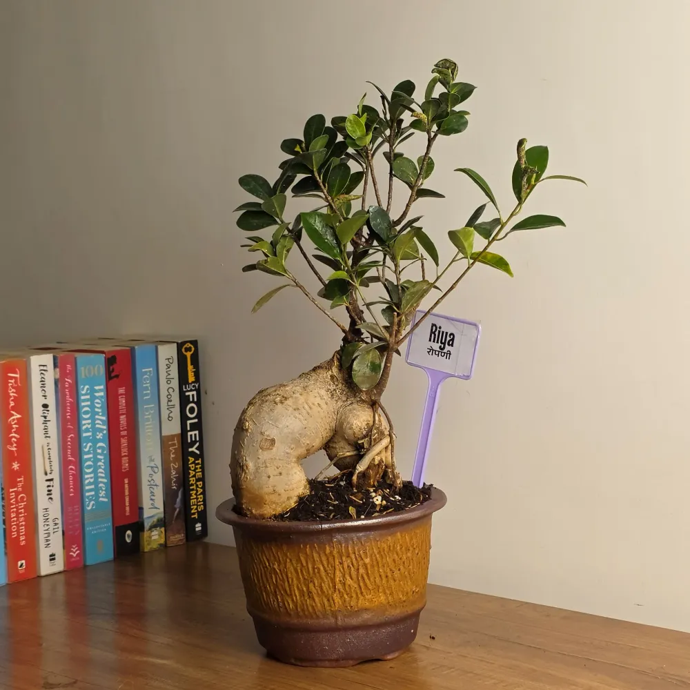 product-gallery