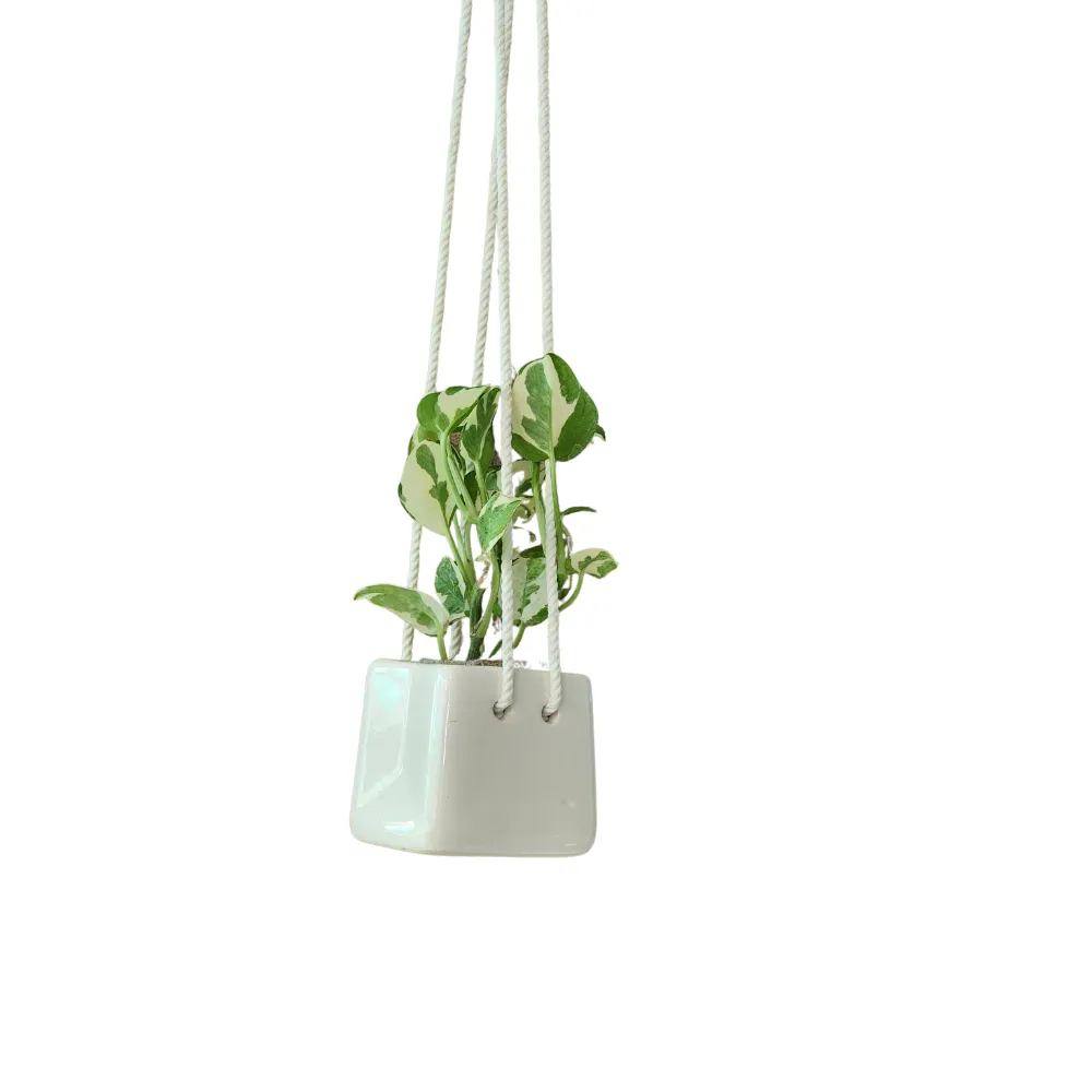 product-gallery