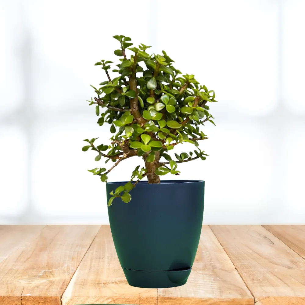 product-gallery