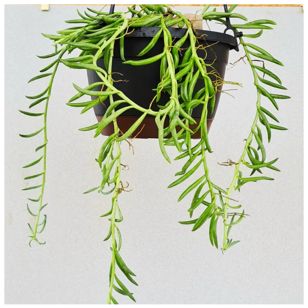 product-gallery