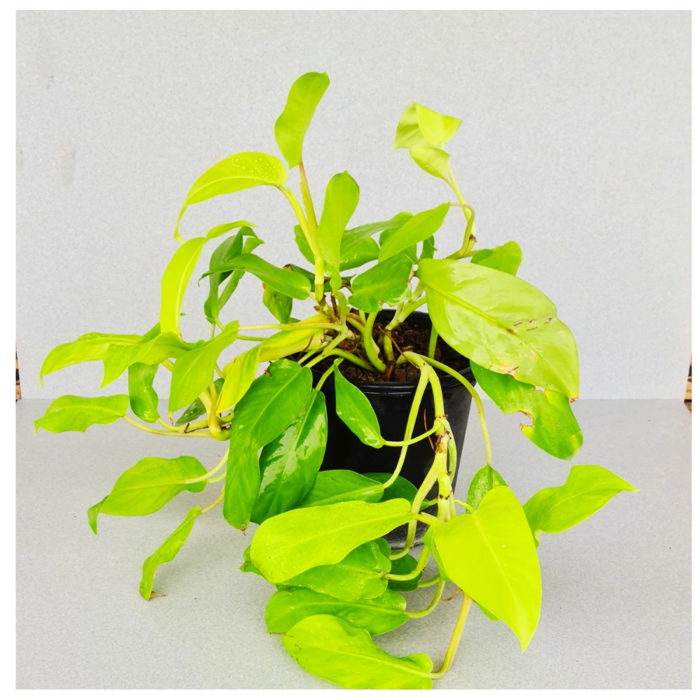 product-gallery