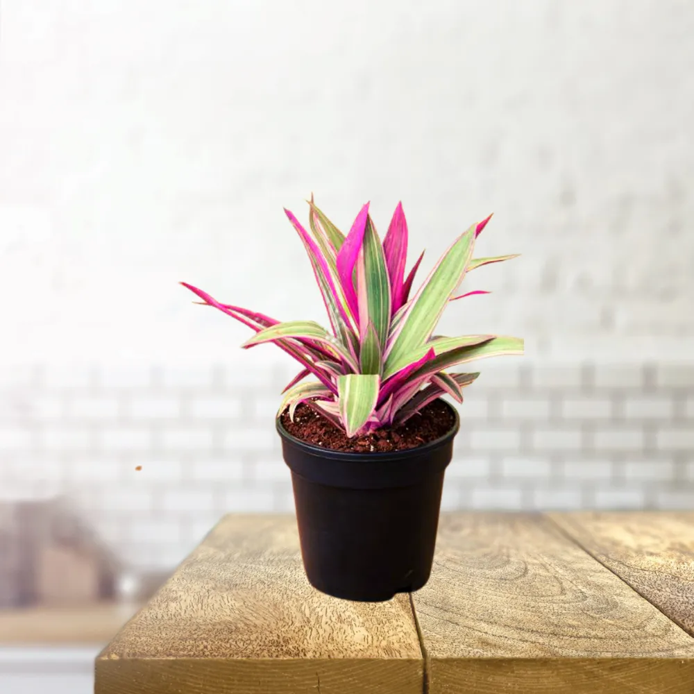 product-gallery