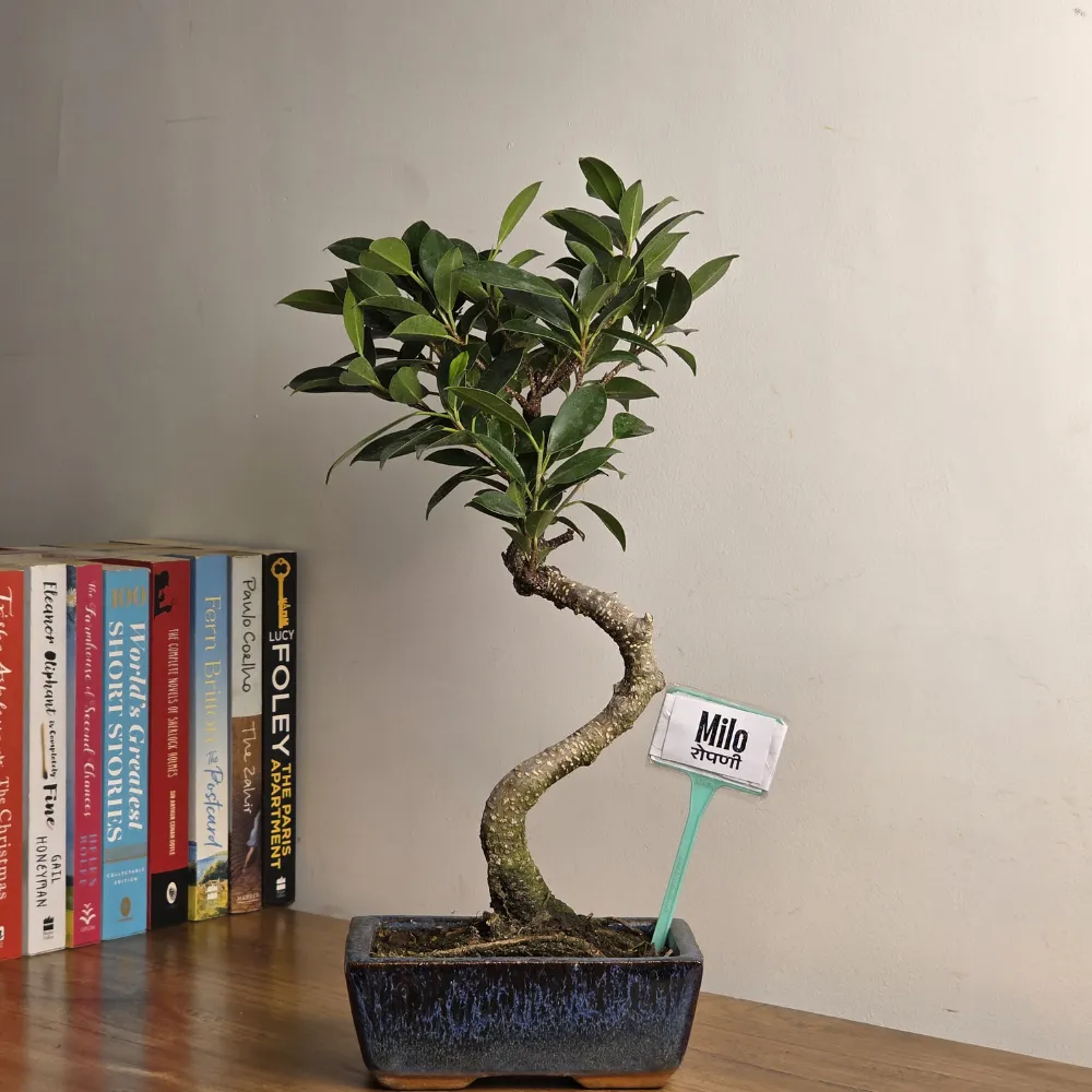 product-gallery