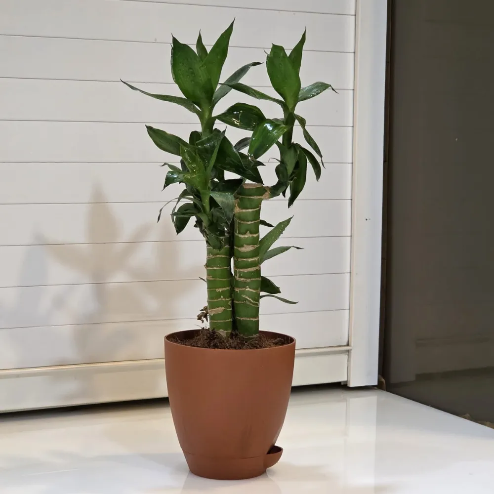 product-gallery