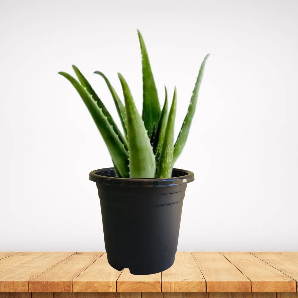 product-gallery