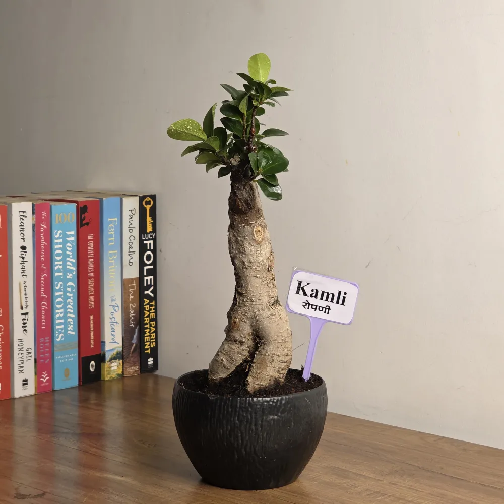 product-gallery