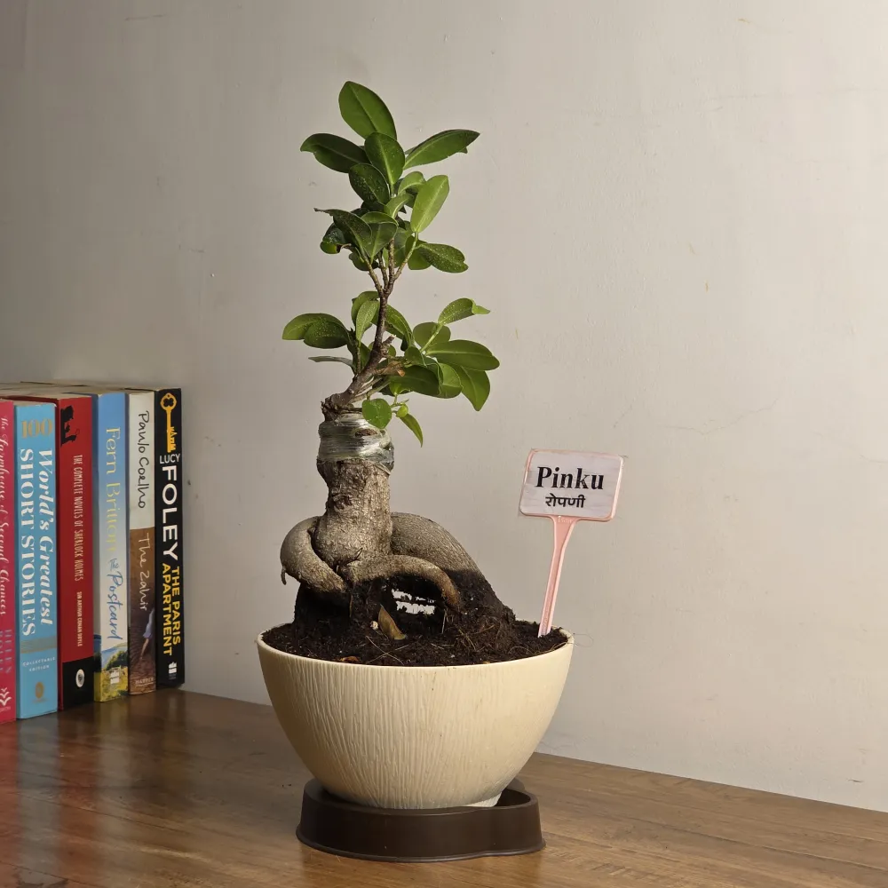 product-gallery