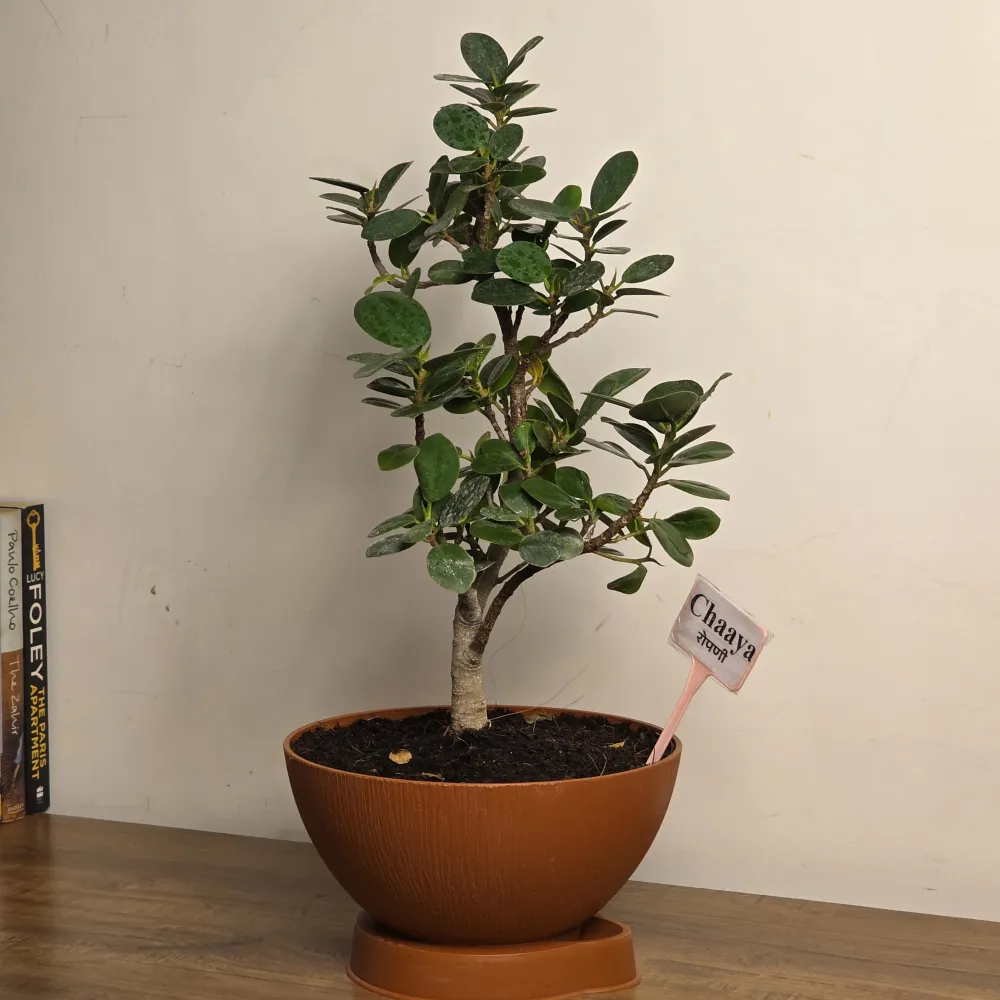 product-gallery