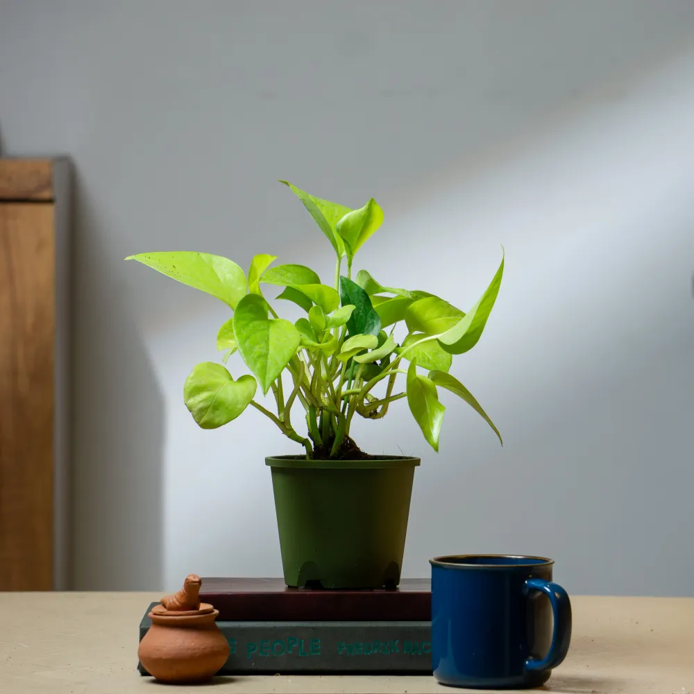 product-gallery