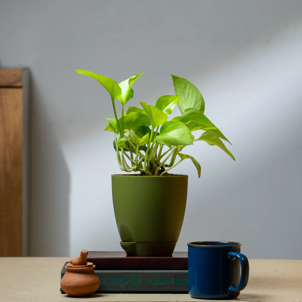 product-gallery