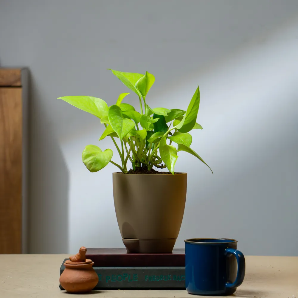 product-gallery