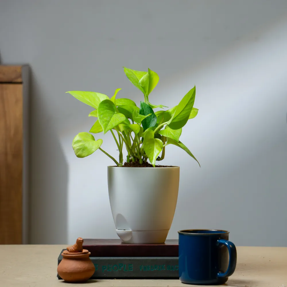 product-gallery