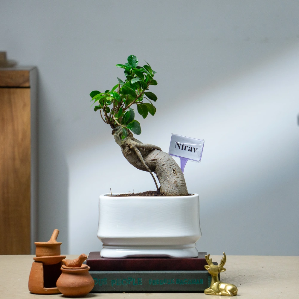 product-gallery